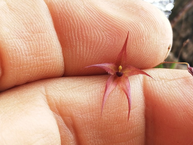 Andreettaea intonsa