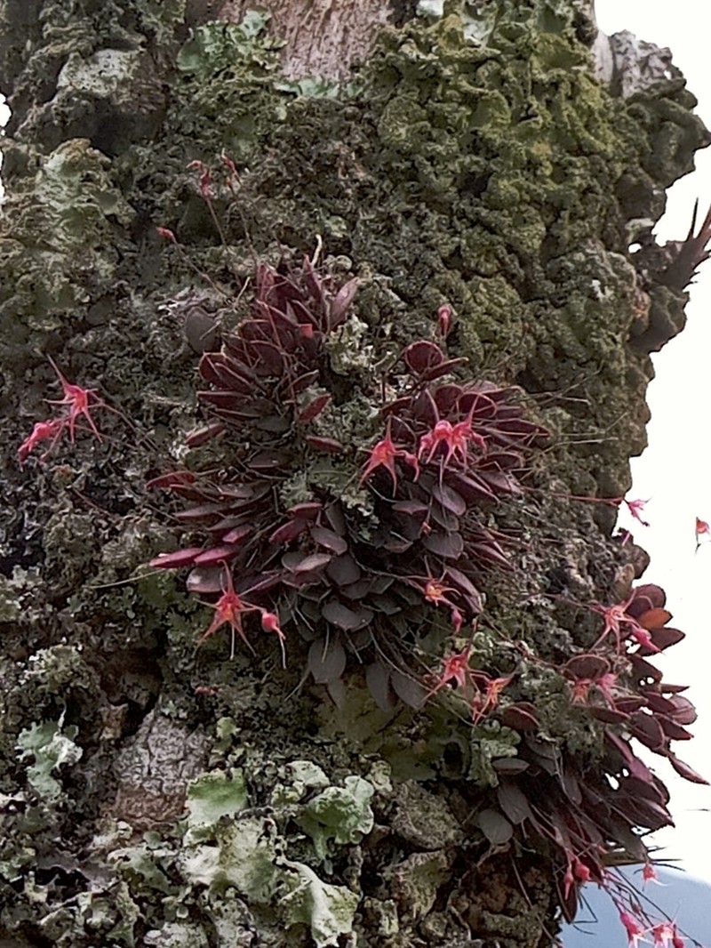 Andreettaea intonsa photo 2
