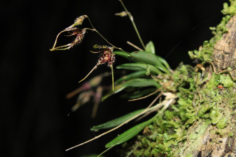 Andreettaea latilabris photo 2