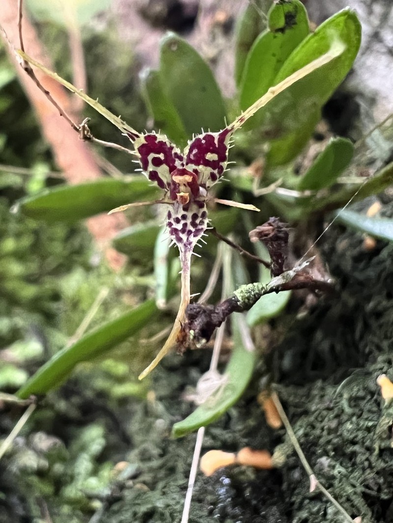 Andreettaea latilabris photo 3