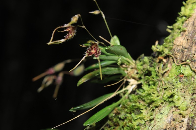 Andreettaea latilabris photo 4