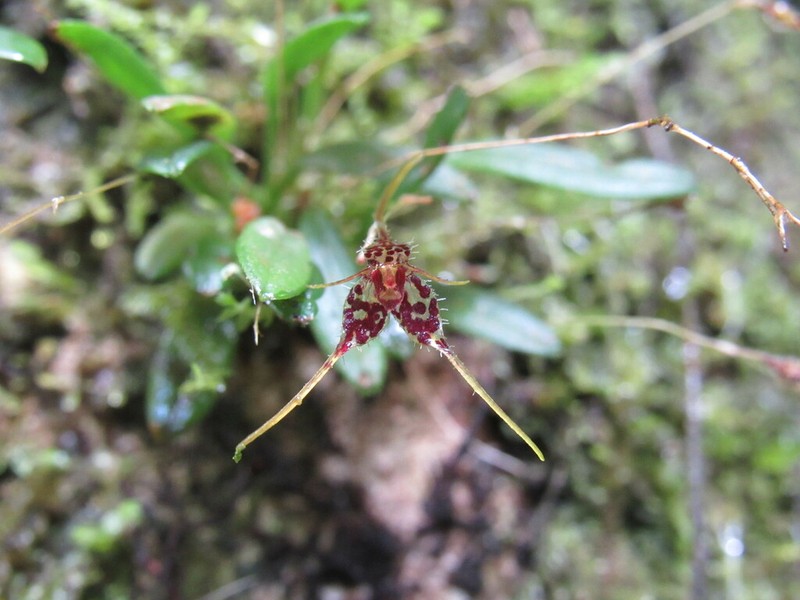Andreettaea latilabris photo 5