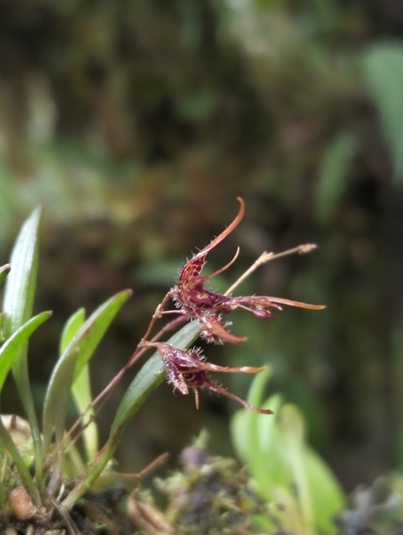 Andreettaea latilabris photo 6