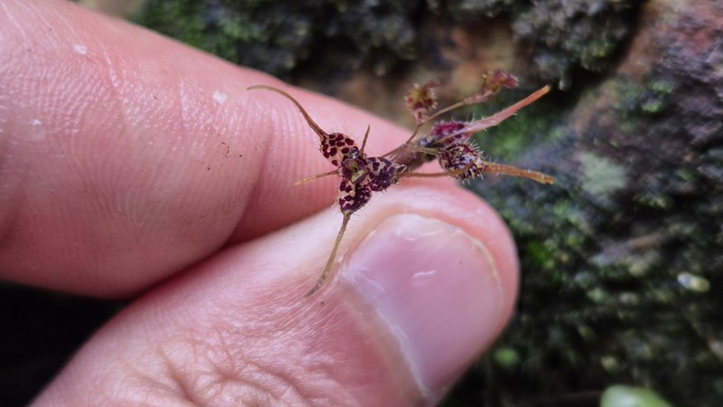 Andreettaea latilabris