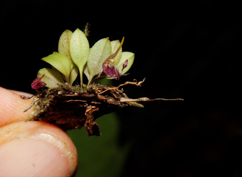 Andreettaea llamachoi photo 3