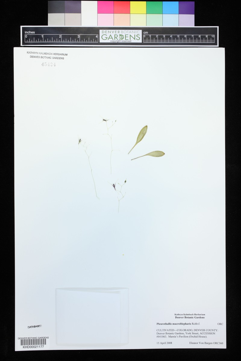 Andreettaea macroblepharis