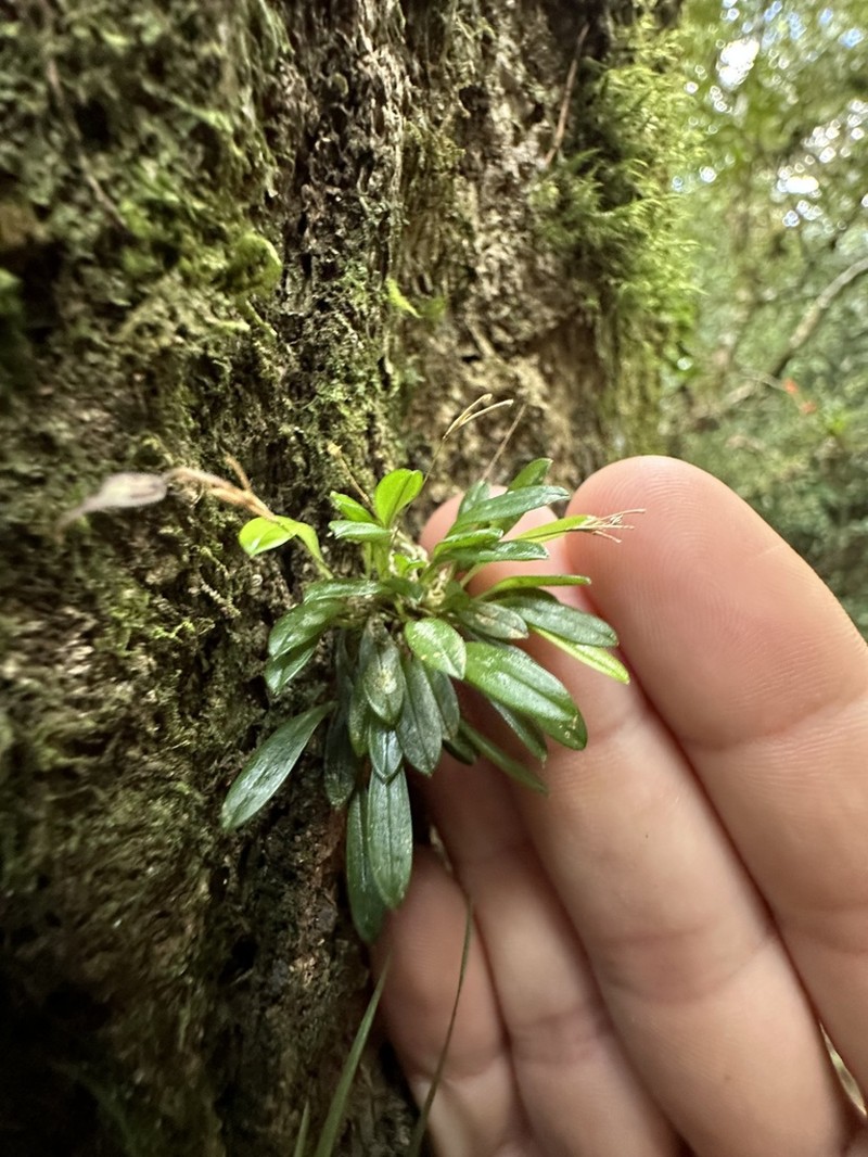 Andreettaea marginata photo 3