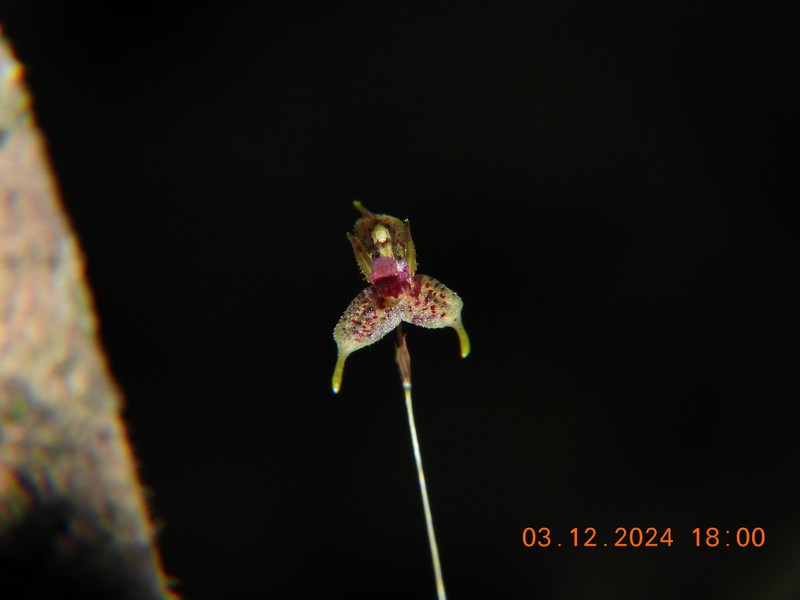Andreettaea marginata photo 5