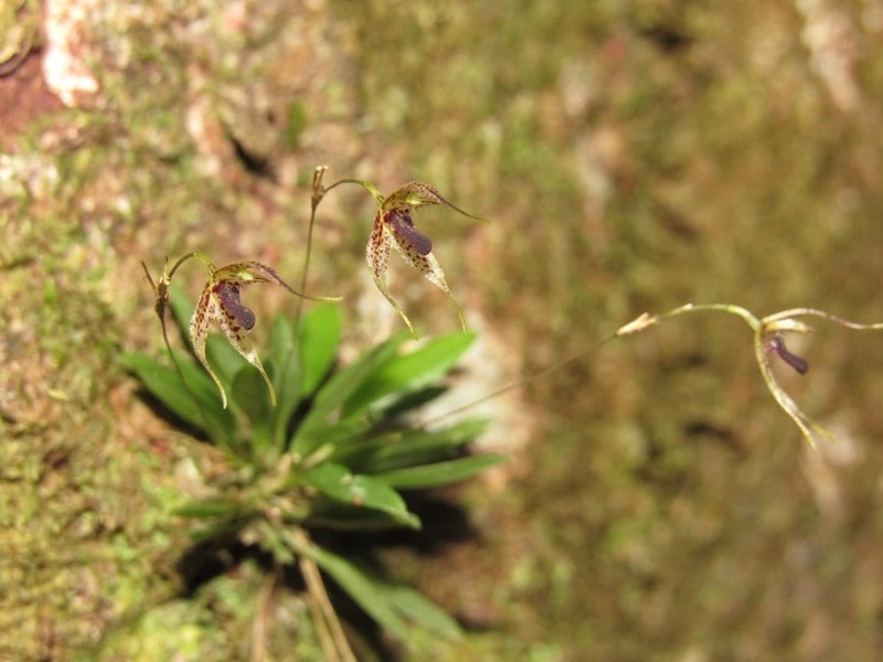Andreettaea marginata