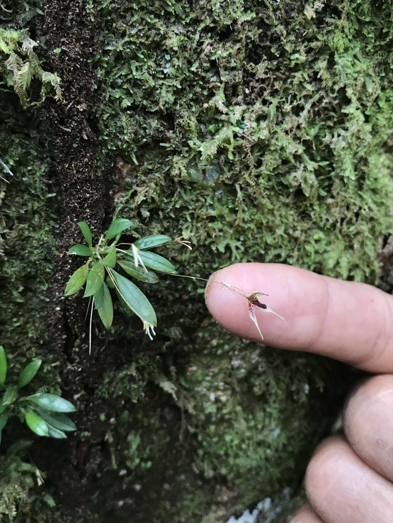 Andreettaea marginata photo 2