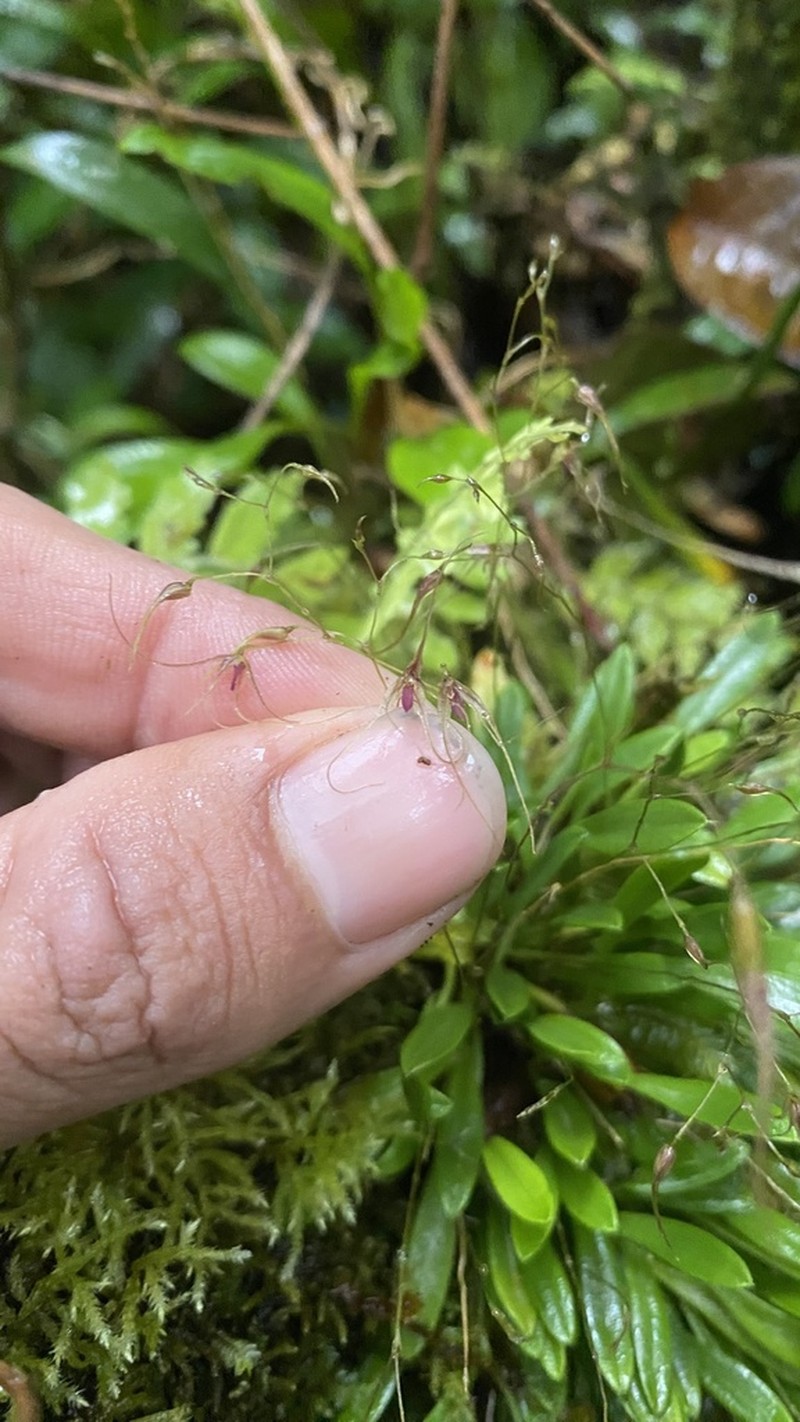 Andreettaea quinqueseta