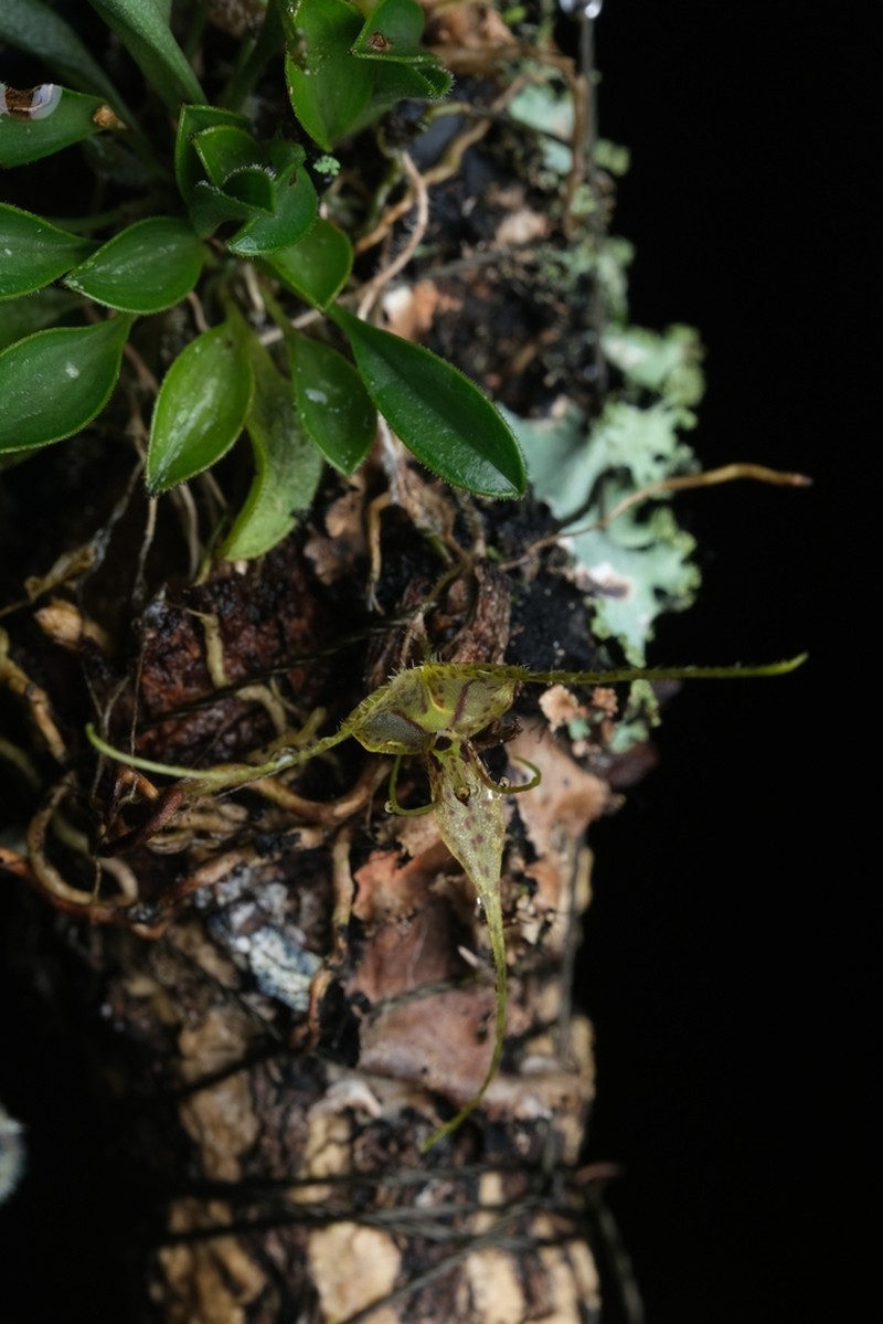 Andreettaea rojohnii