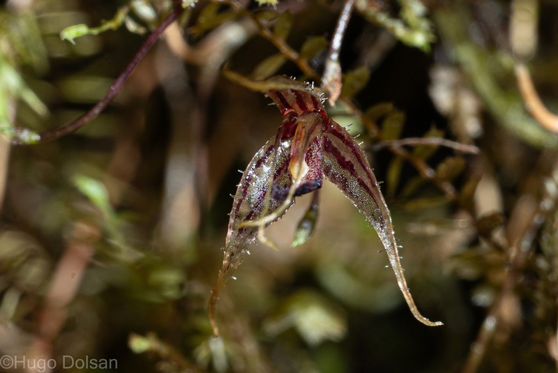 Andreettaea samacensis photo 2