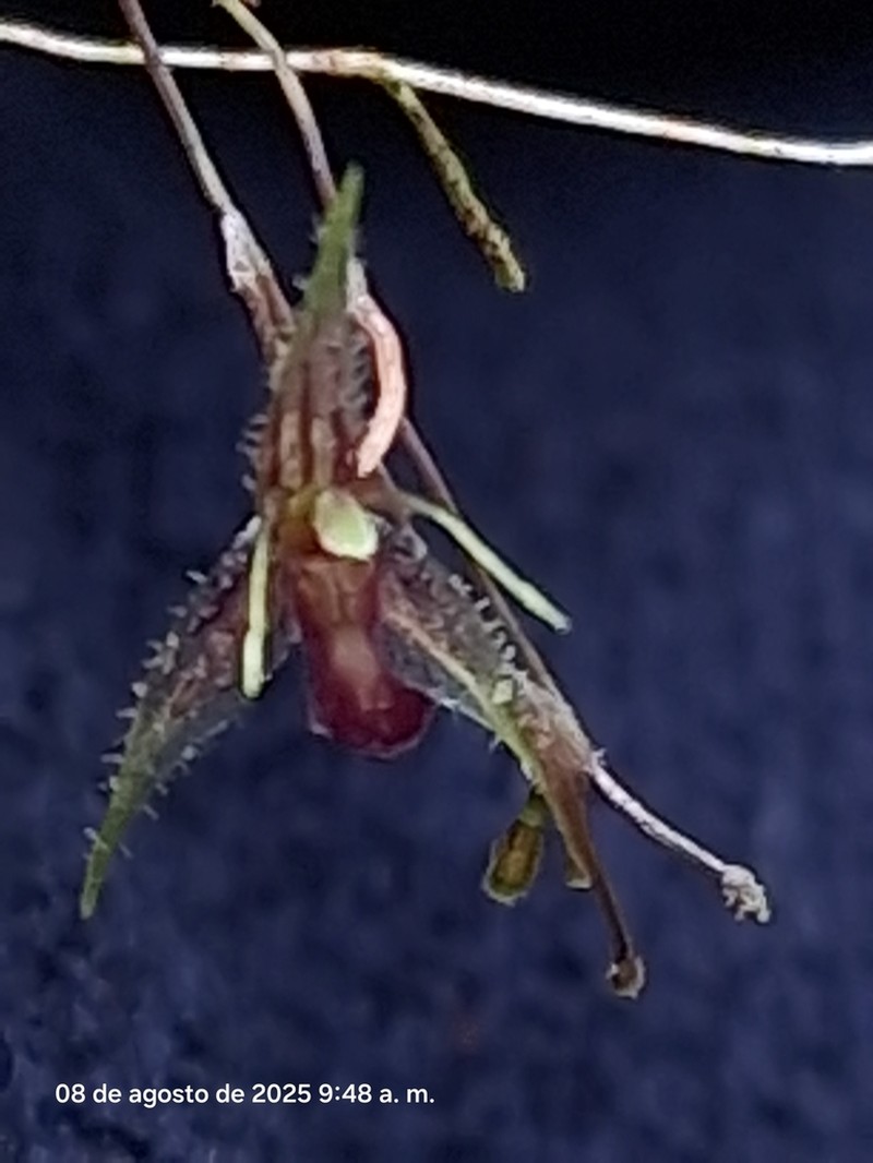 Andreettaea samacensis photo 3