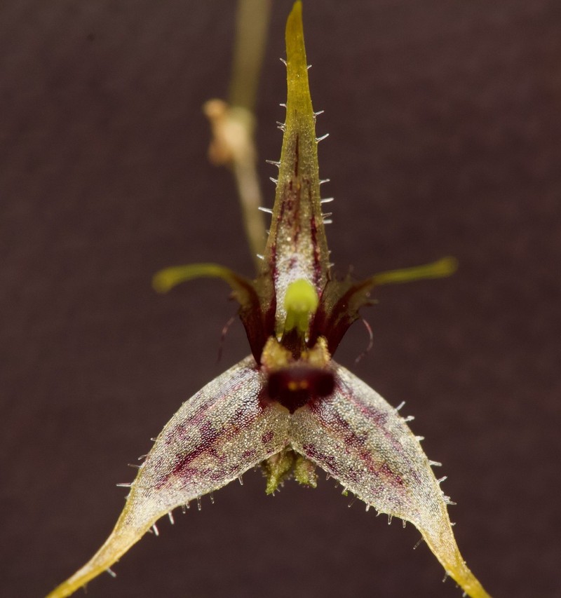 Andreettaea samacensis