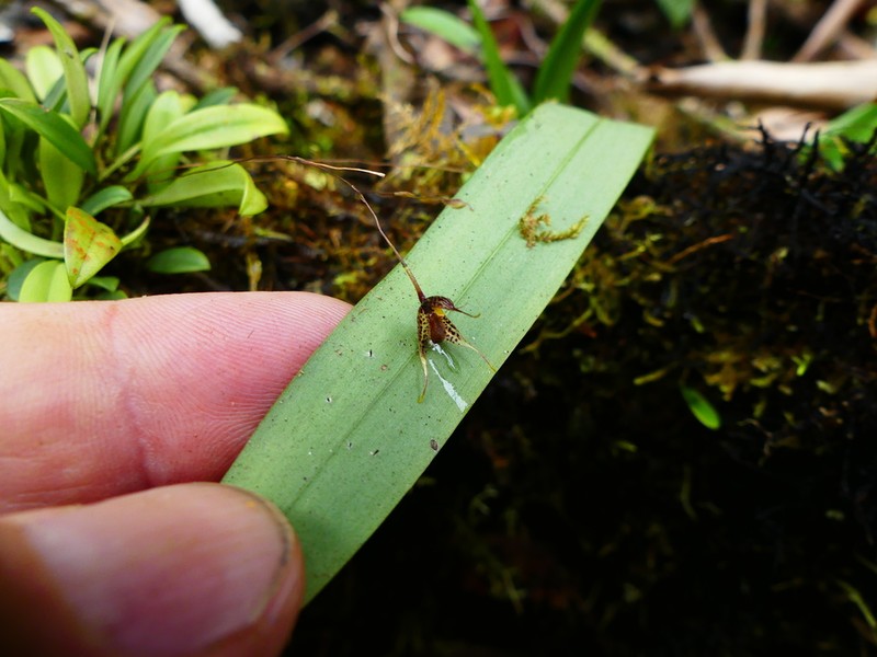 Andreettaea schudelii