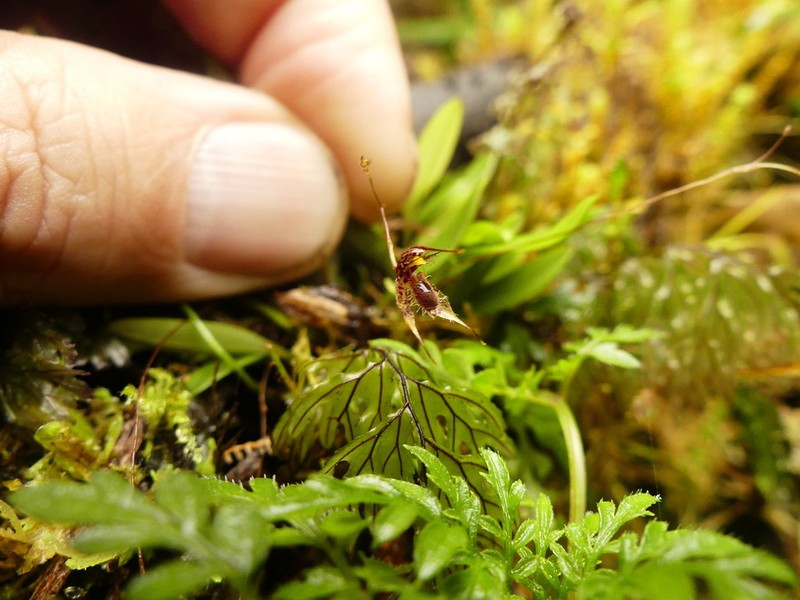Andreettaea schudelii photo 2