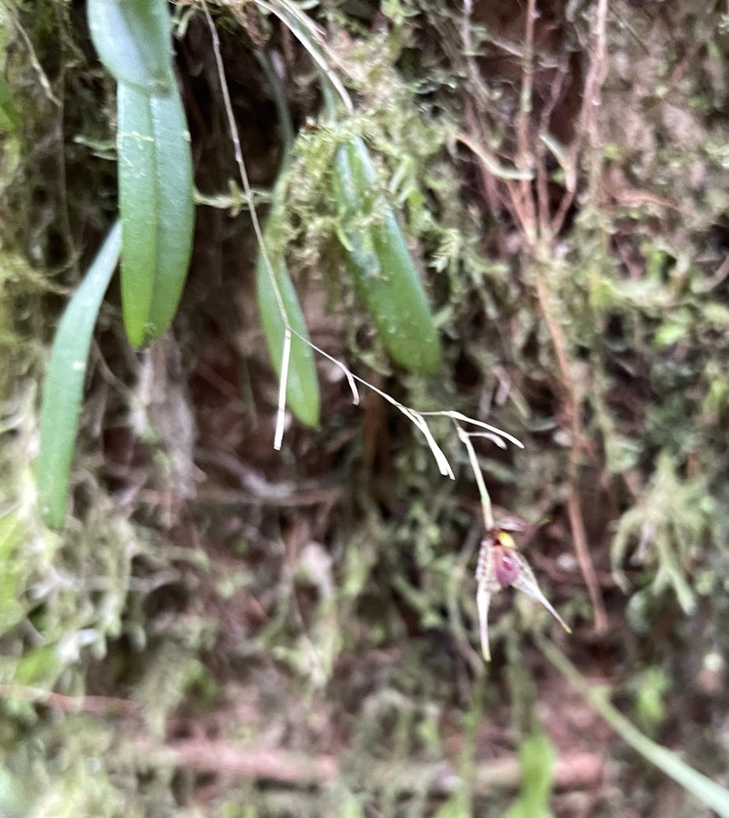 Andreettaea schudelii photo 3