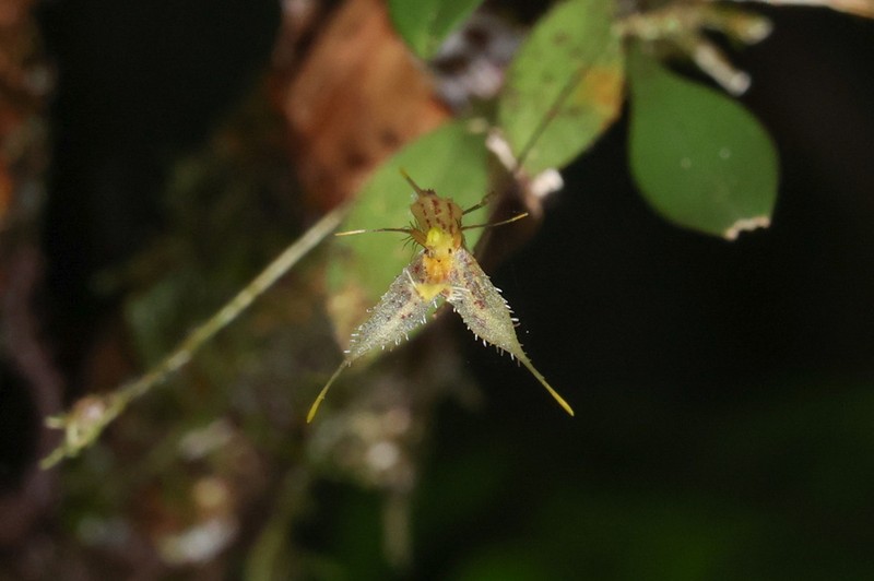 Andreettaea schudelii photo 4