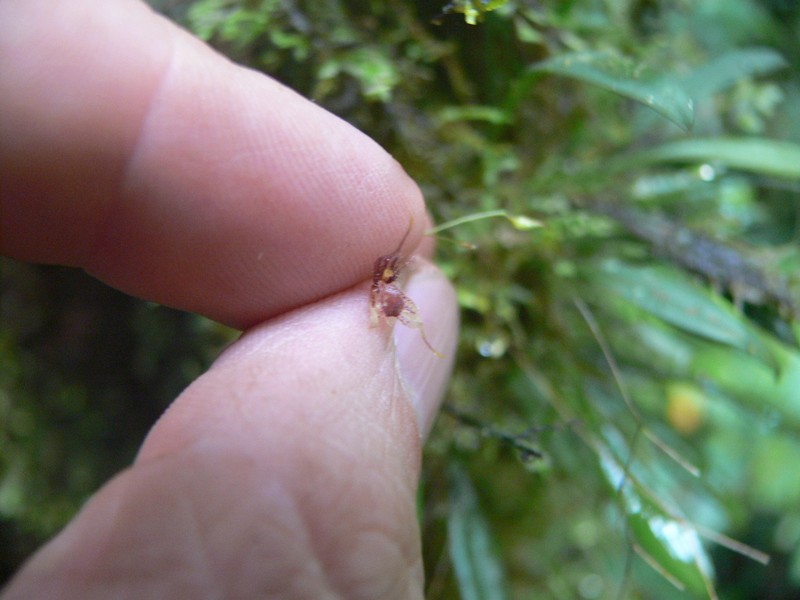 Andreettaea schudelii photo 5