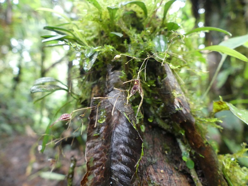 Andreettaea schudelii photo 6