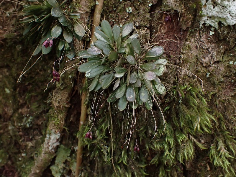 Andreettaea segregatifolia