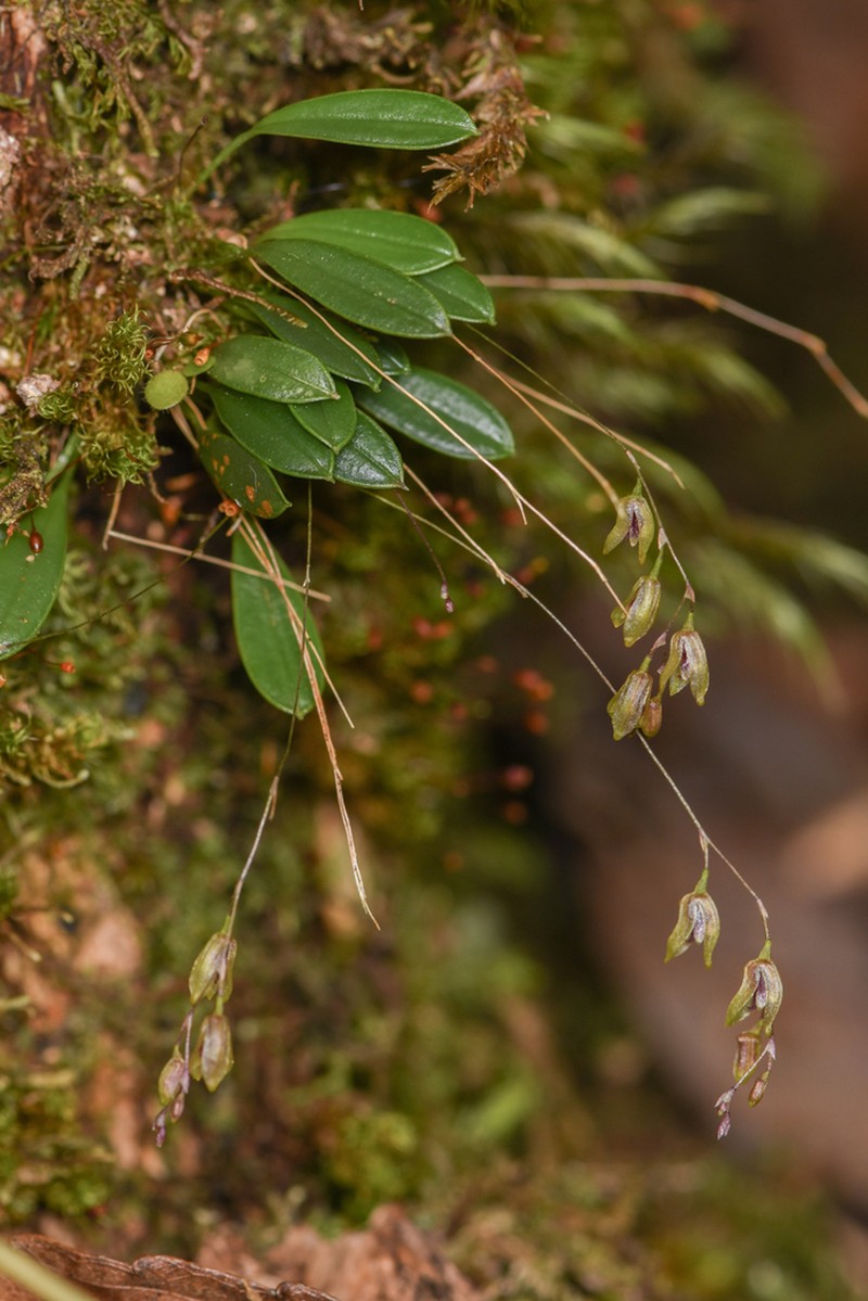Andreettaea segregatifolia photo 2