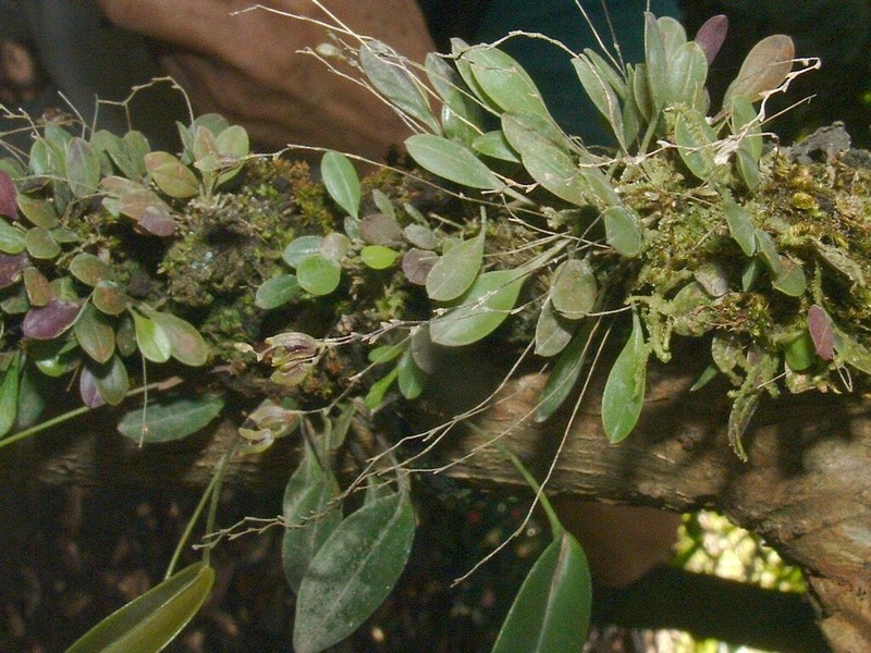 Andreettaea segregatifolia photo 3