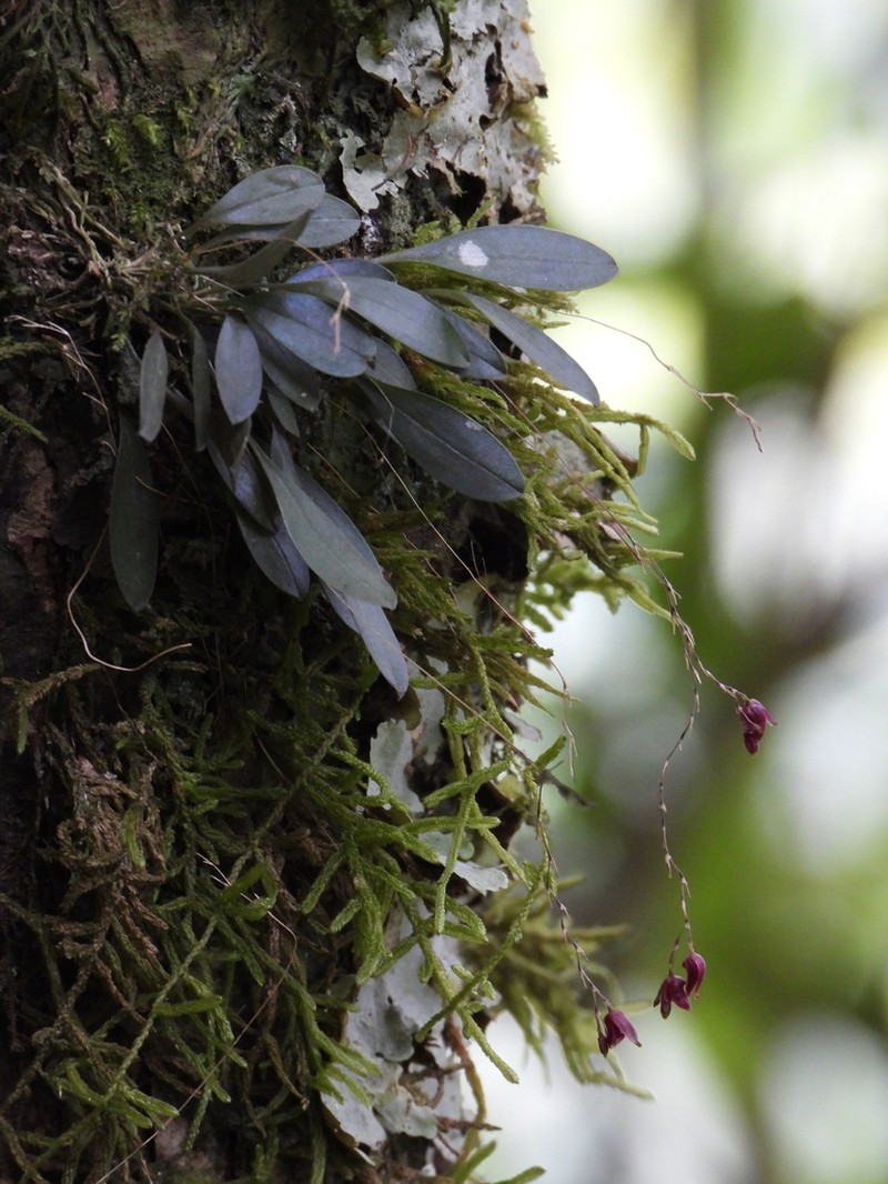 Andreettaea segregatifolia photo 4