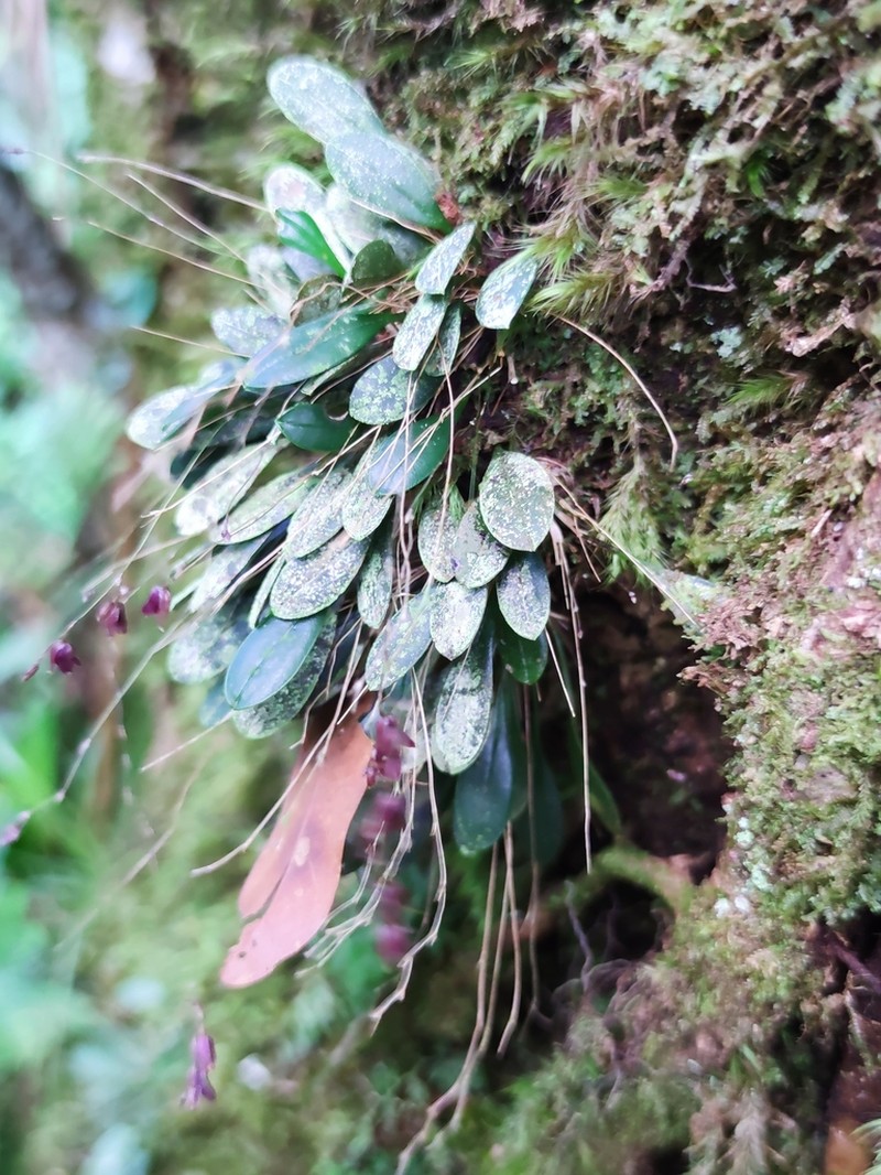 Andreettaea segregatifolia photo 5
