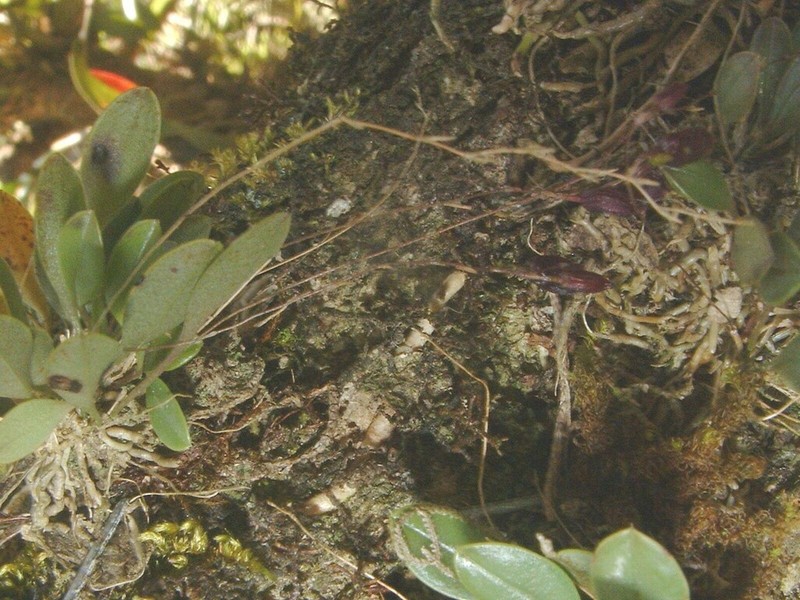 Andreettaea segregatifolia photo 6