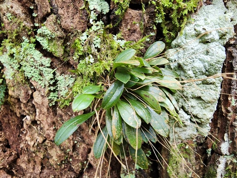 Andreettaea segregatifolia photo 7