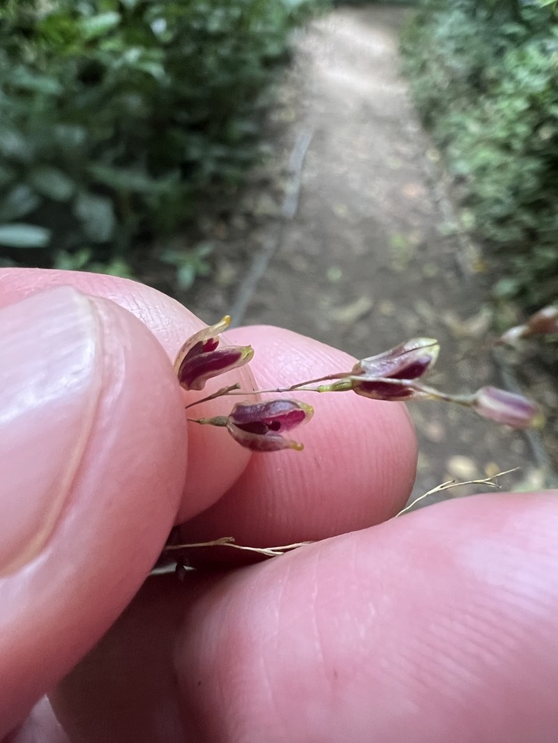 Andreettaea segregatifolia photo 8