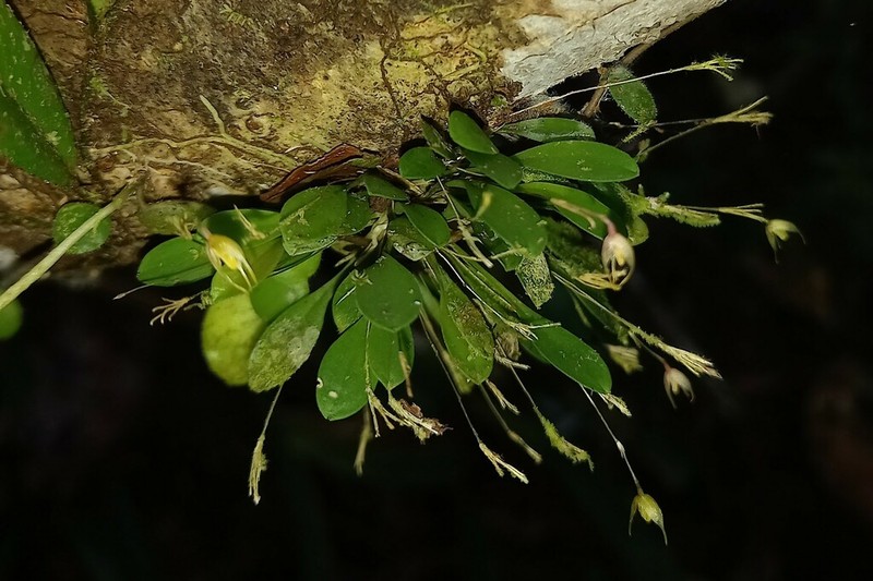 Andreettaea semperflorens