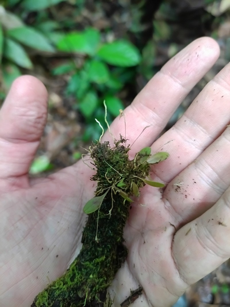 Andreettaea semperflorens photo 2