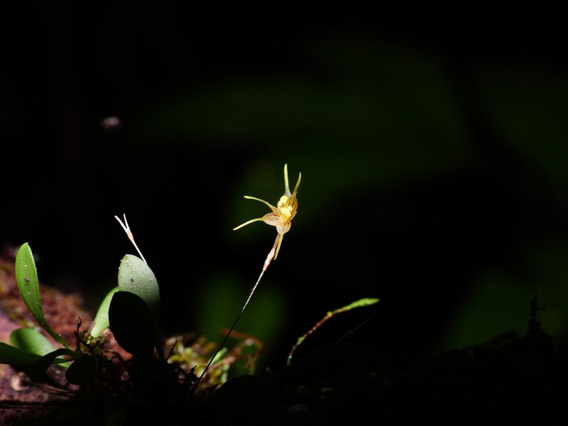 Andreettaea semperflorens photo 4