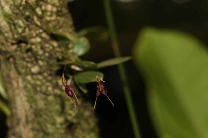 Andreettaea semperflorens photo 5