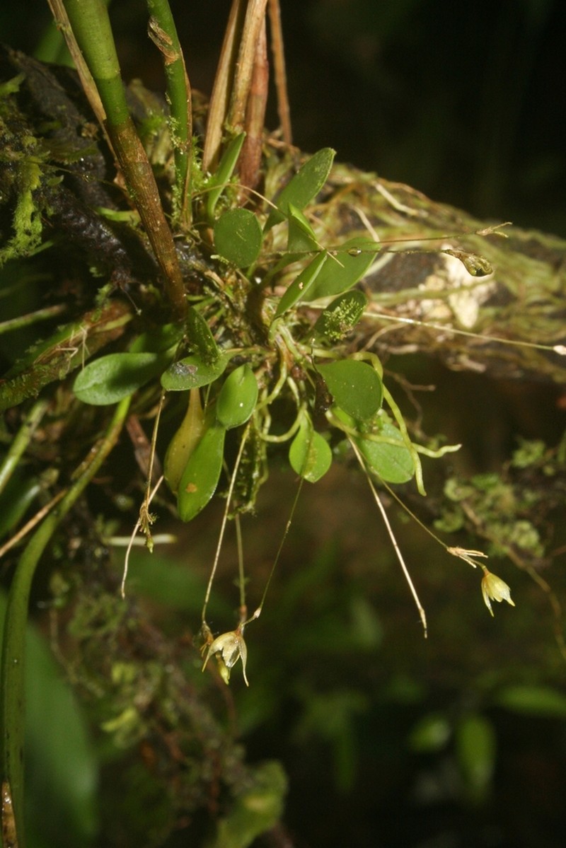 Andreettaea semperflorens photo 8