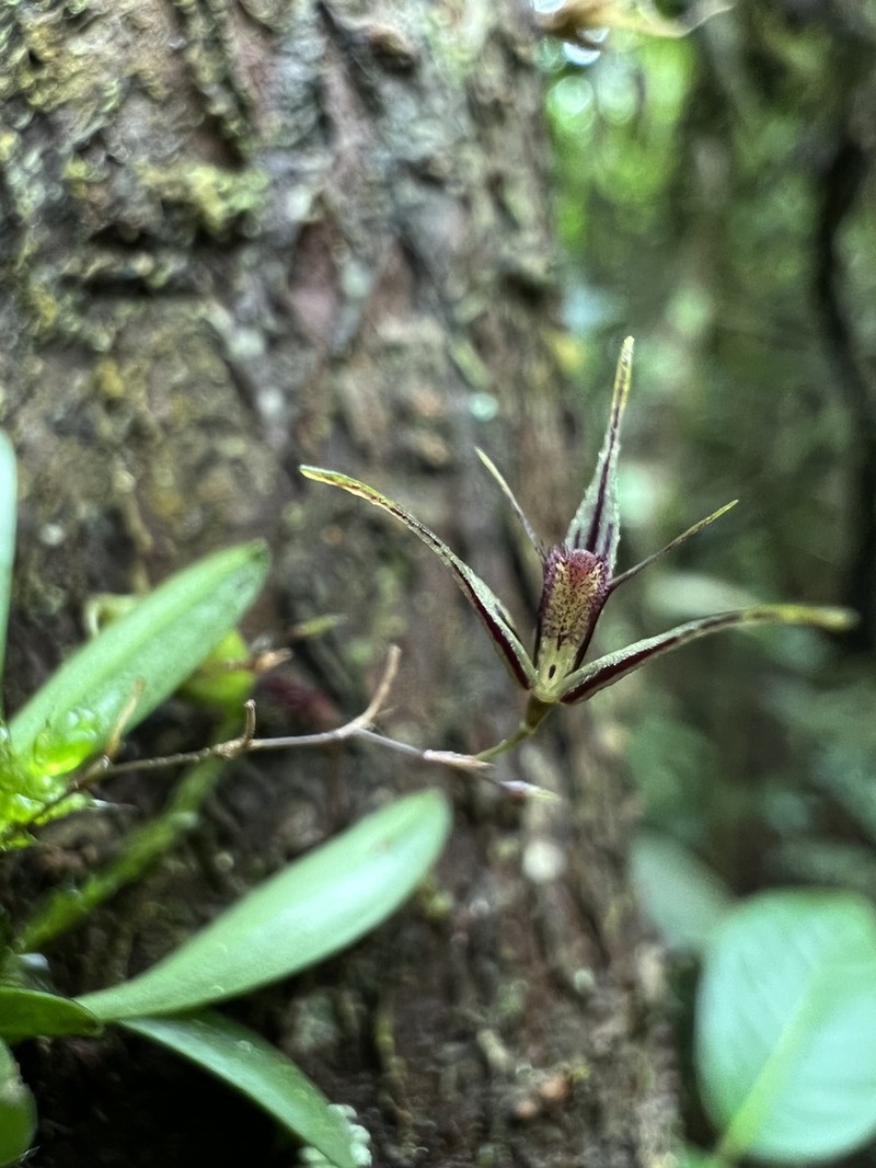 Andreettaea sibatensis