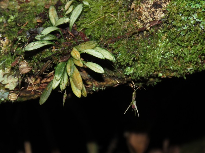 Andreettaea sibatensis photo 2