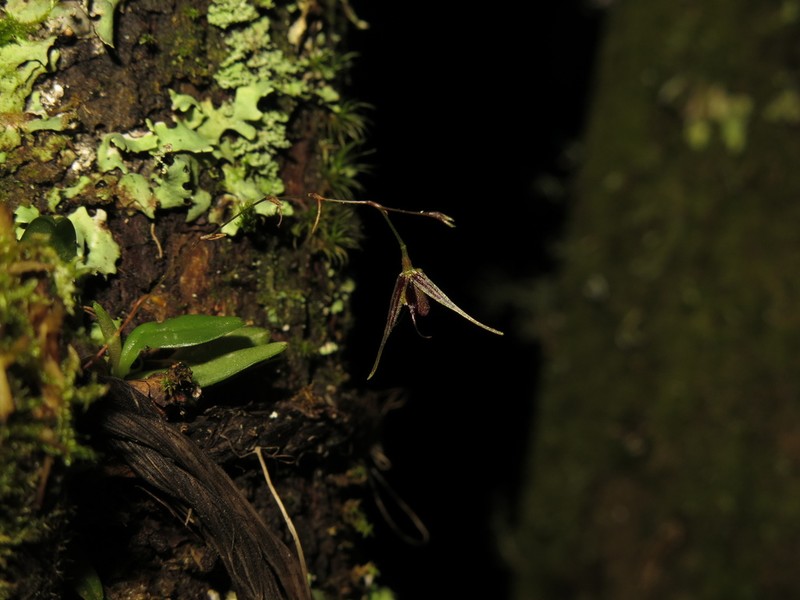 Andreettaea sibatensis photo 3