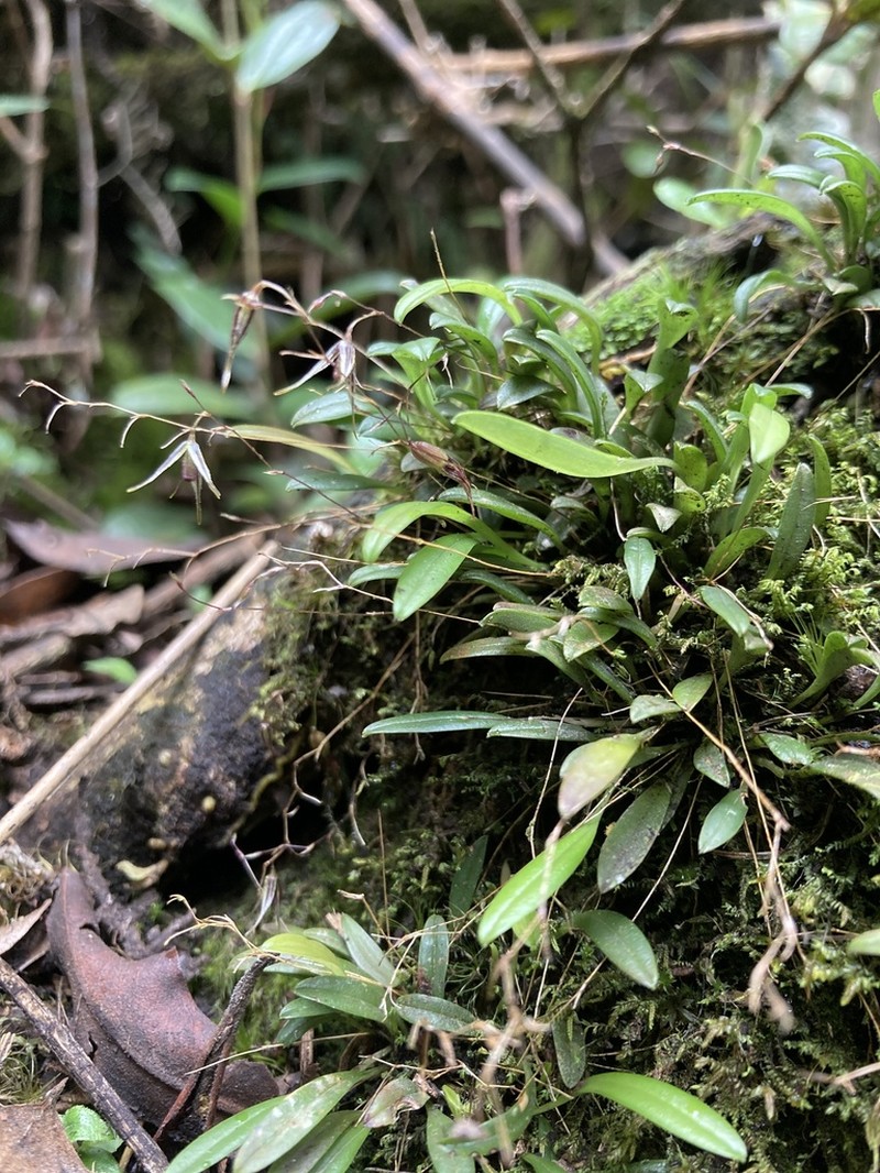 Andreettaea sibatensis photo 5