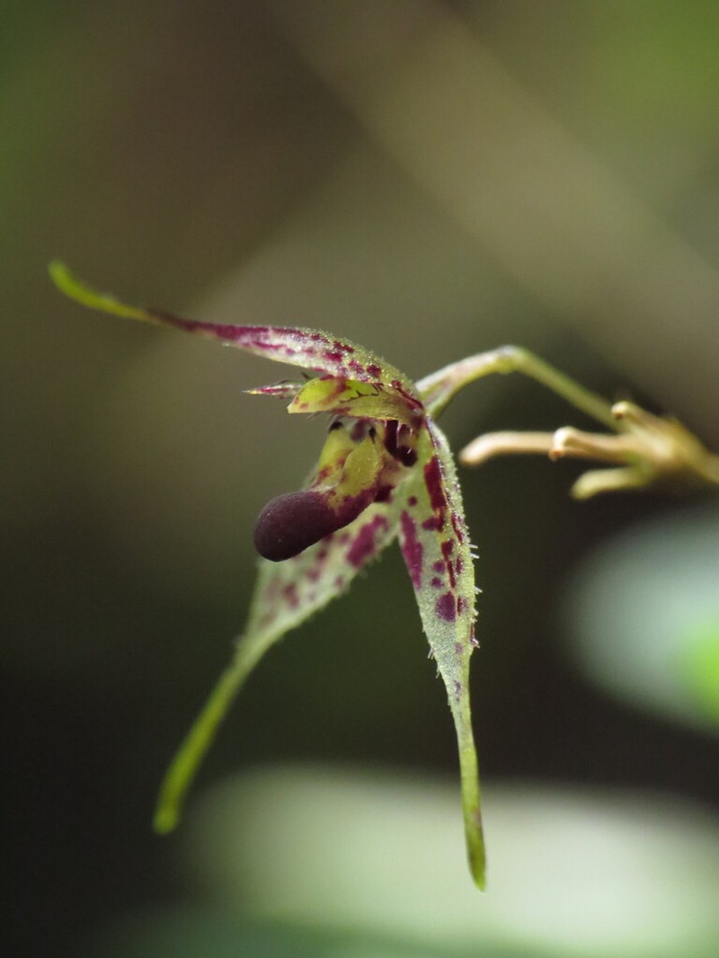 Andreettaea strumosa photo 2