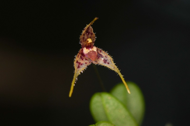 Andreettaea strumosa photo 3