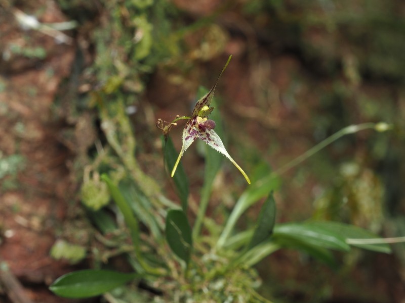 Andreettaea strumosa photo 5