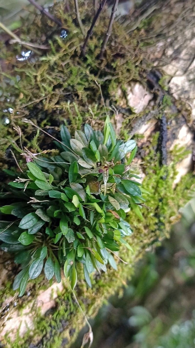 Andreettaea strumosa photo 6