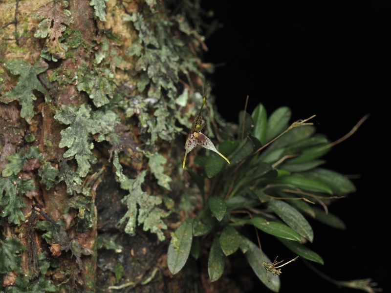 Andreettaea strumosa photo 8