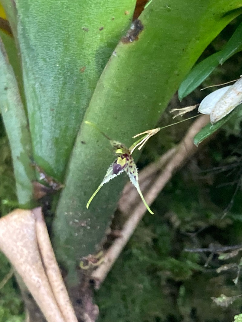 Andreettaea strumosa