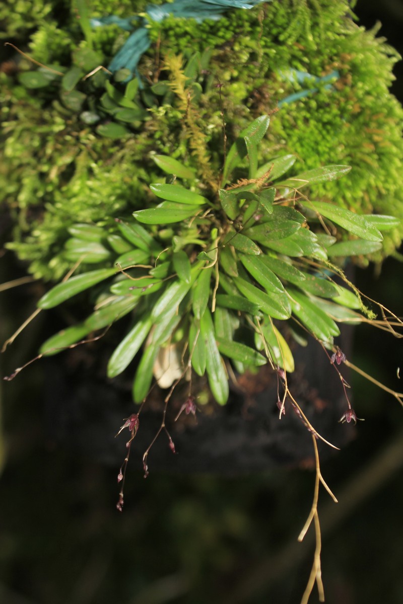 Andreettaea tamboensis photo 2