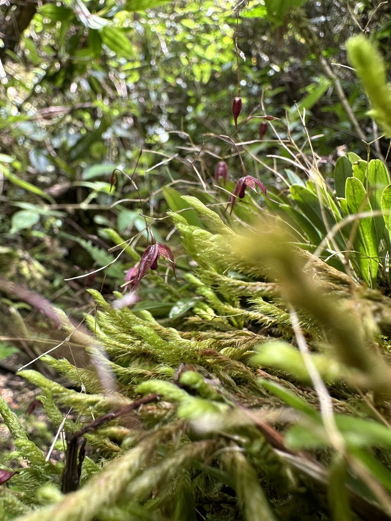 Andreettaea tsubotae photo 3